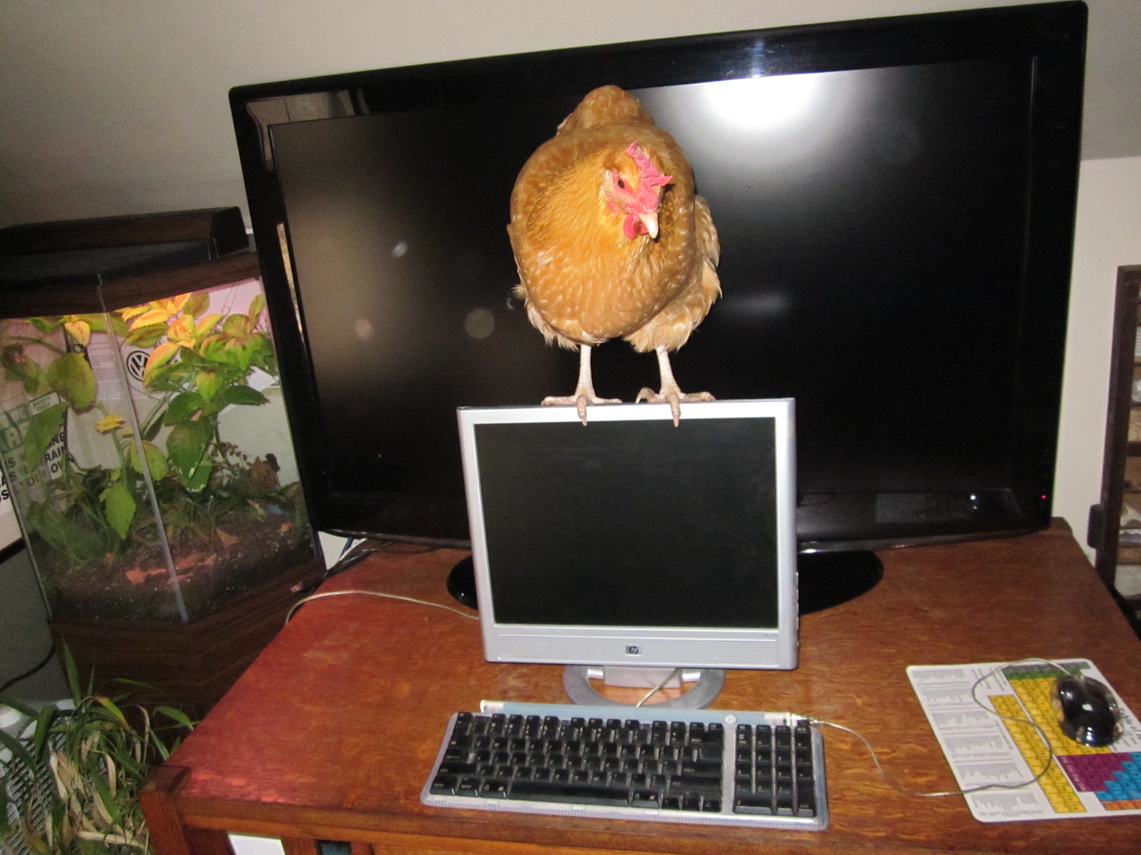 Img 1600 12141305494 O